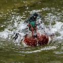 IMG 1822