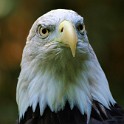 Zoo Nuernberg