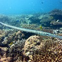 IMG 0100 1