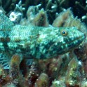 IMG 0181 1