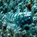 IMG 0275 1