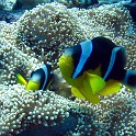 IMG 0445