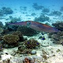 IMG 0579
