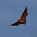 IMG 0225-1