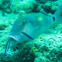 IMG 1476-1