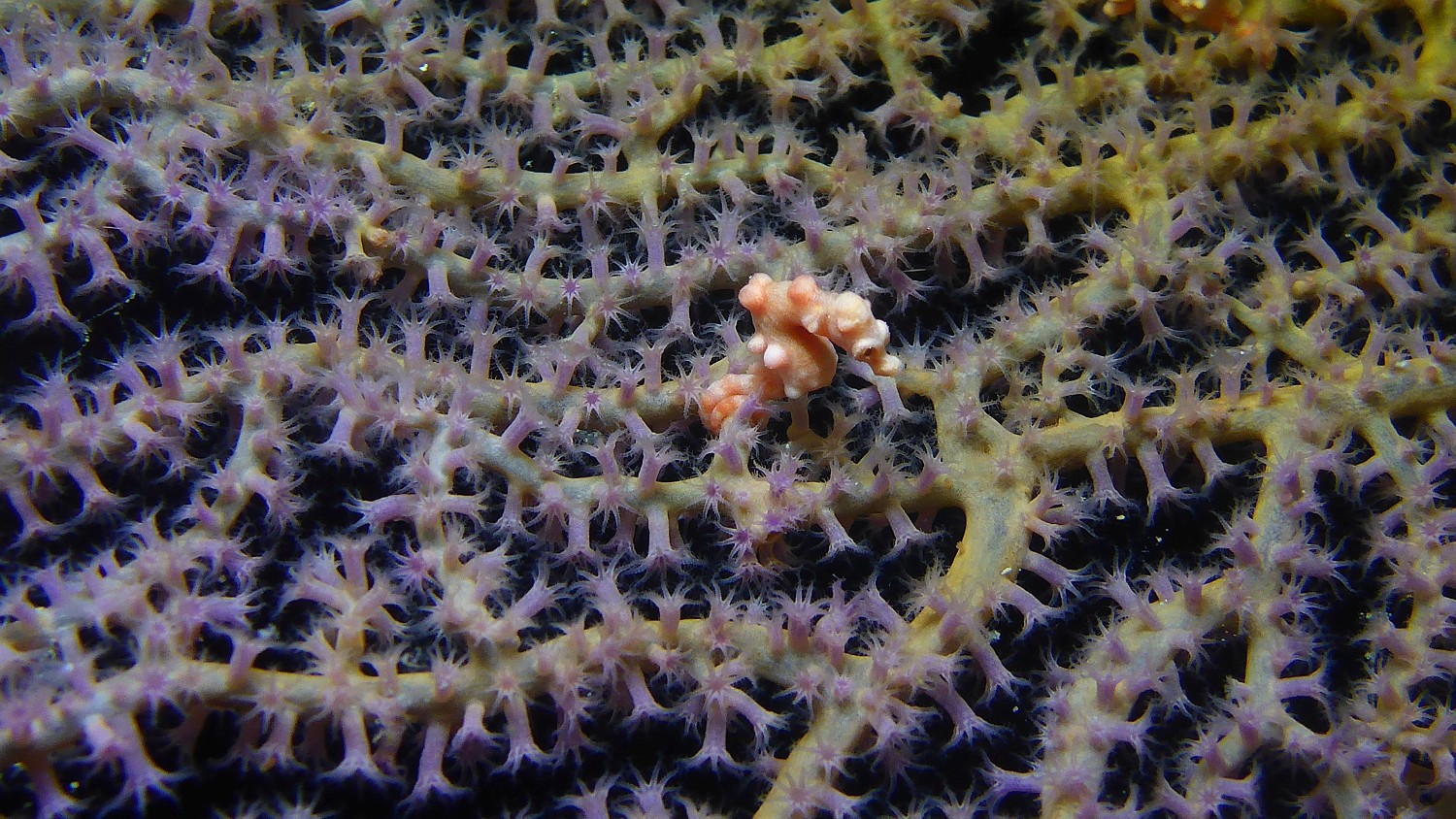 P1020852