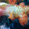P1020775