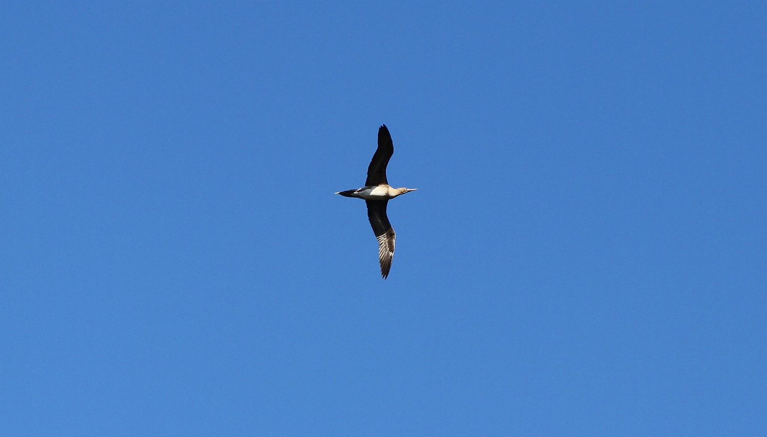 IMG 7931