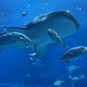 IMG 4835