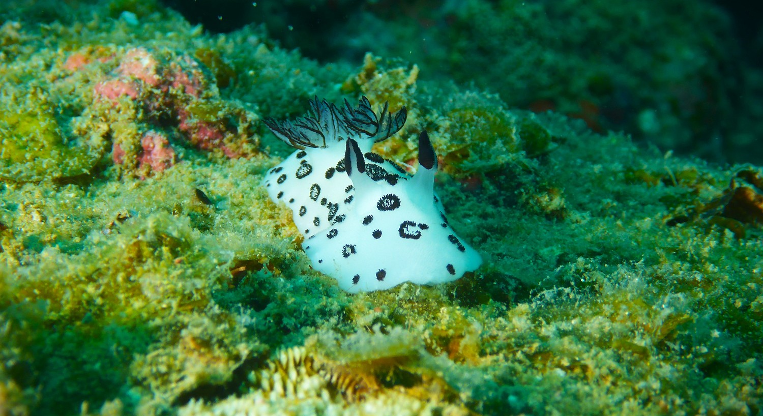 P1060505